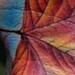 Tattoos - maple leaf - 48414